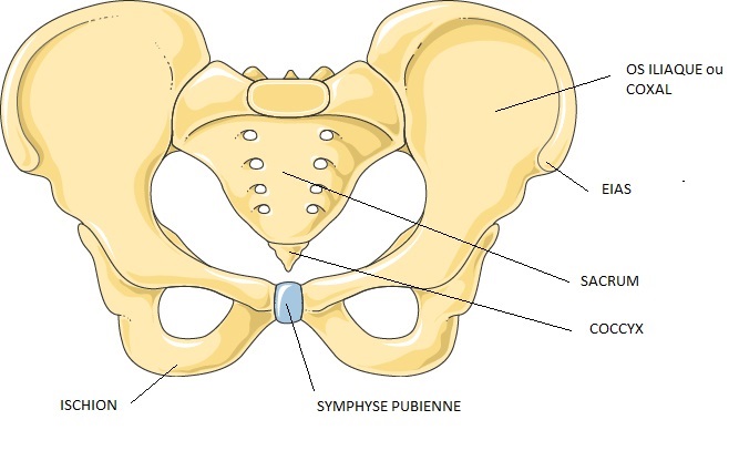 schéma d'anatomie légendé représentant les os du bassin 