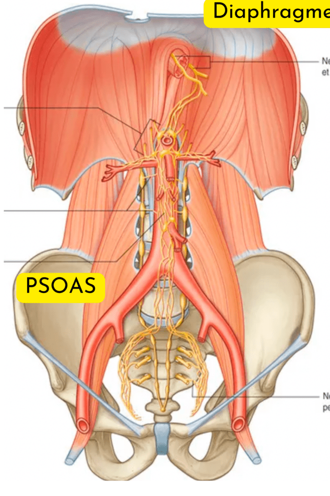 Schéma présentant les rapports anatomiques entre le diaphragme, le psoas et le système nerveux autonome.