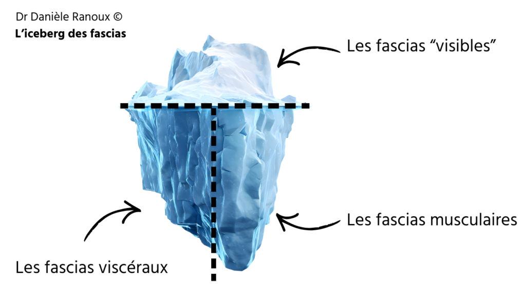 Schéma en forme d’iceberg illustrant les fascias visibles en surface, fascias musculaires et fascias viscéraux en profondeur pour mieux comprendre la douleur myofasciale.