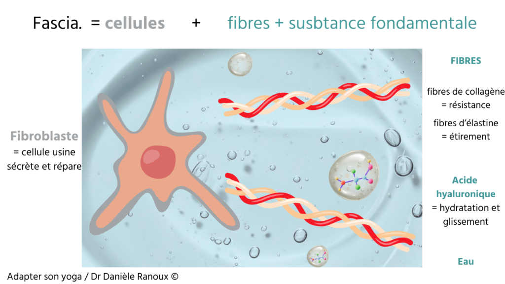 Illustration de la composition du fascia avec fibroblaste, fibres de collagène, fibres d’élastine et acide hyaluronique.