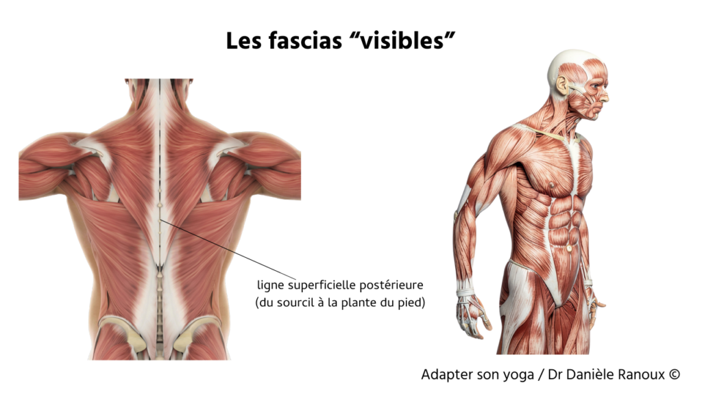 Illustration anatomique des fascias visibles montrant la ligne superficielle postérieure impliquée dans la douleur myofasciale.
