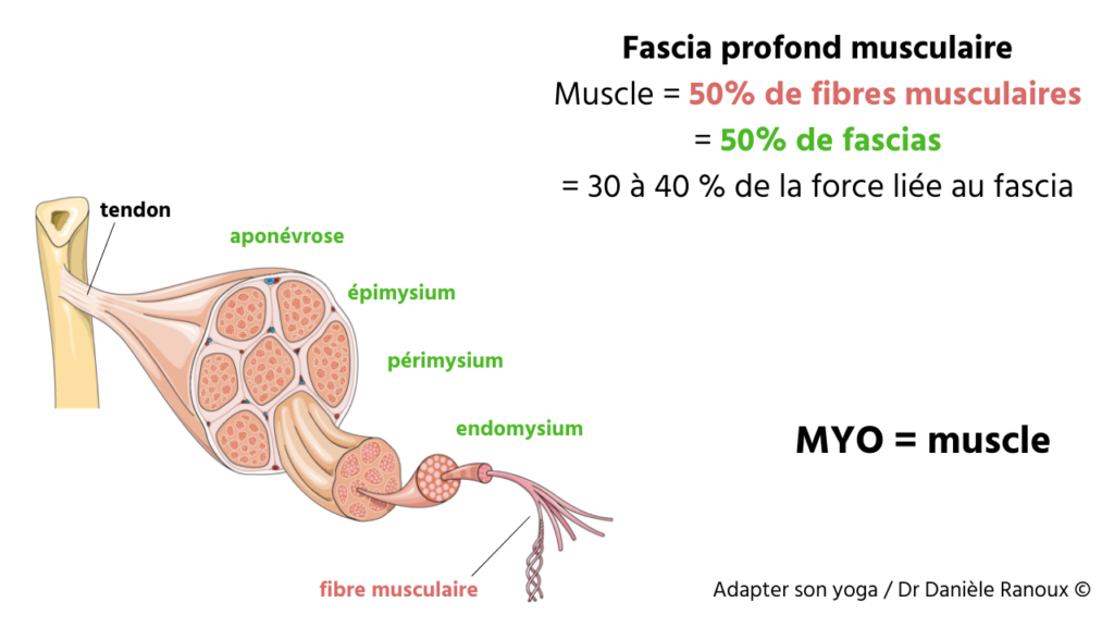 Schéma anatomique du fascia profond musculaire montrant épimysium, périmysium et endomysium impliqués dans la douleur myofasciale.