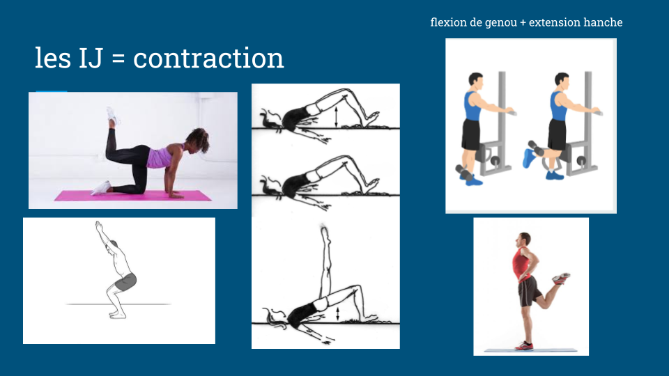 Montage montrant plusieurs exercices où les ischio-jambiers se contractent pour participer à la flexion du genou et à l’extension de la hanche.