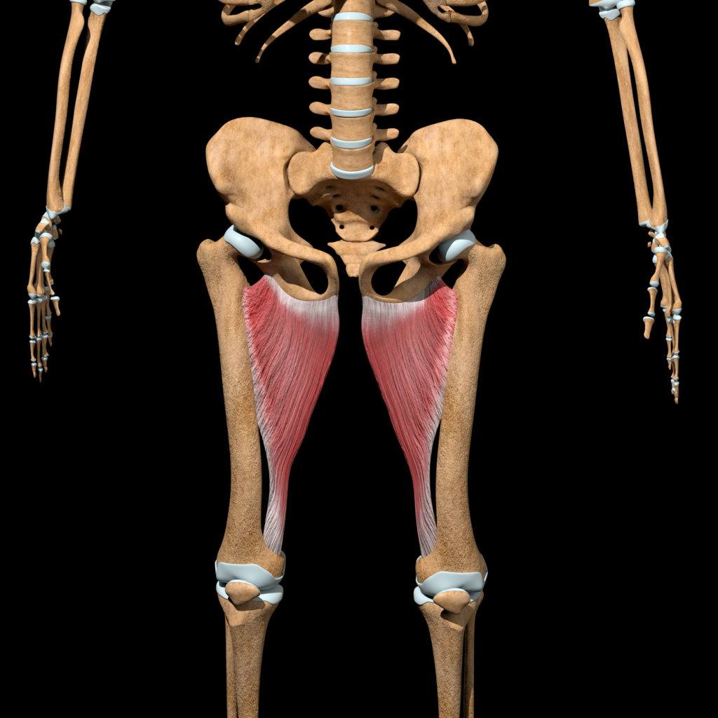 Vue anatomique du bassin et des cuisses montrant le grand adducteur sur la face interne de la cuisse.