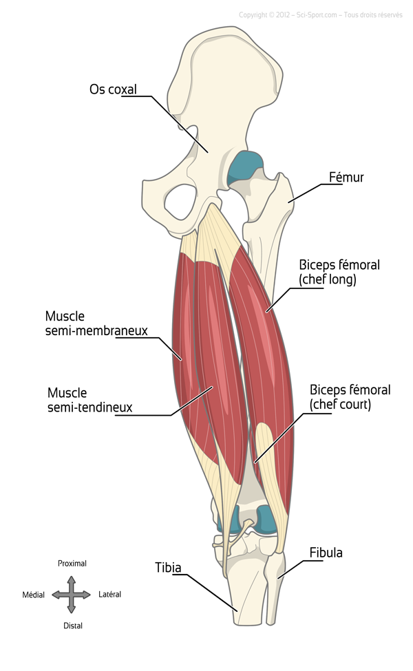 Schéma anatomique de la cuisse montrant le semi-tendineux, le semi-membraneux et le biceps fémoral des ischio-jambiers.