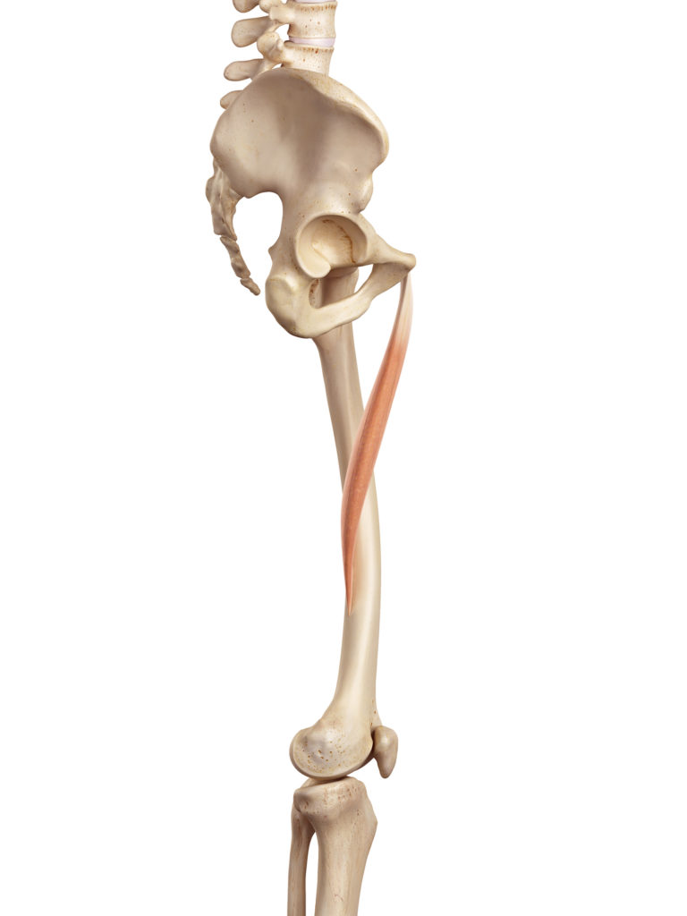 Vue anatomique du bassin et de la cuisse montrant un muscle adducteur sur la face interne de la jambe.