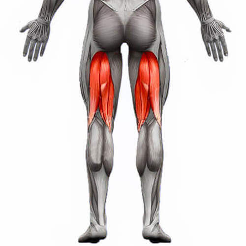Vue postérieure du corps montrant les muscles ischio-jambiers à l’arrière des cuisses.