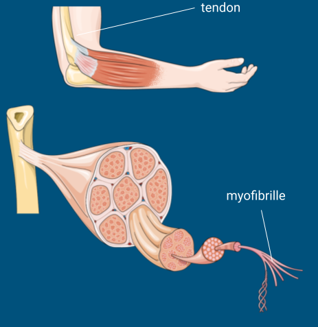 Schéma de la structure d’un muscle montrant le tendon, les fibres musculaires et les myofibrilles.